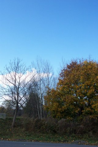 mypictures0013.jpg